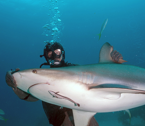 Viva Wyndham Fortuna Beach: 7 plongées standards + 1 plongee avec requins de récif des Caraïbes + Séjour 7 nuits tout inclus's photos